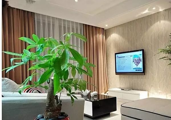 客厅养什么植物风水好_客厅养植物的风水原则_客厅风水养植物好不好