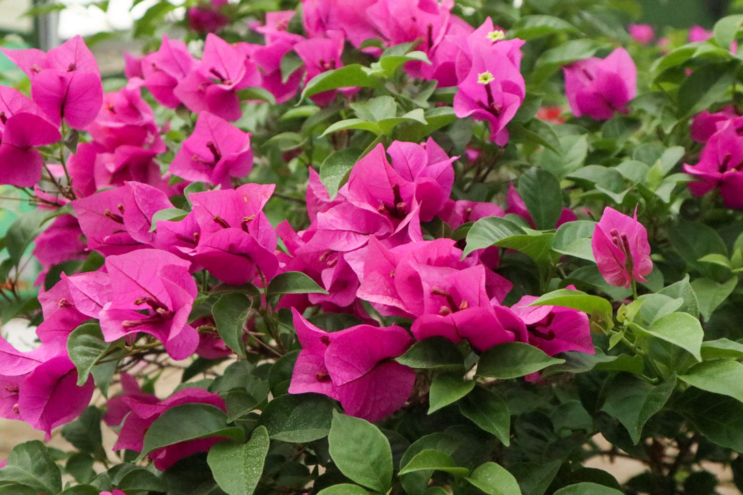 冬季养秋种花好还是春天_秋冬季种什么花好养_秋冬季节养花