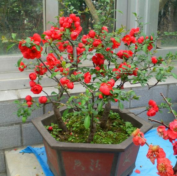 开花四季养花好有哪些品种_四季开花好养_有什么花一年四季开花又好养的呢