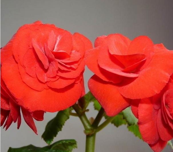 有什么花一年四季开花又好养的呢_开花四季养花好有哪些品种_四季开花好养