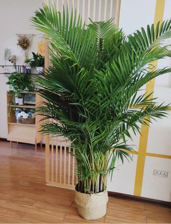 好养的大型绿植_养大型绿植好不好_大型绿植哪个好养