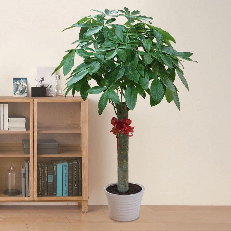 大型绿植哪个好养_好养的大型绿植_养大型绿植好不好