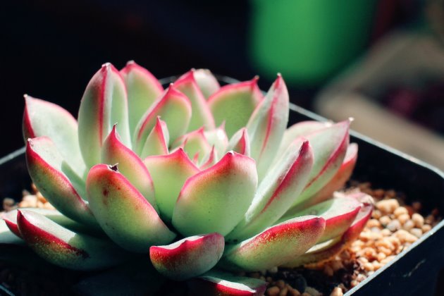 <strong>花月夜怎么养？多肉植物花月夜的养殖方法和注意事项</strong>