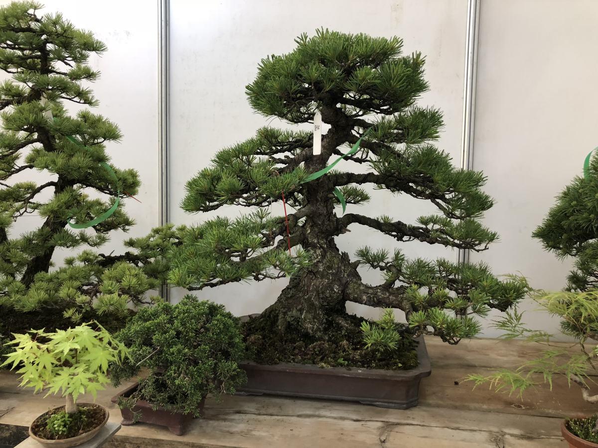 客厅养植物适合什么花_适合客厅养的植物_客厅适合养的植物