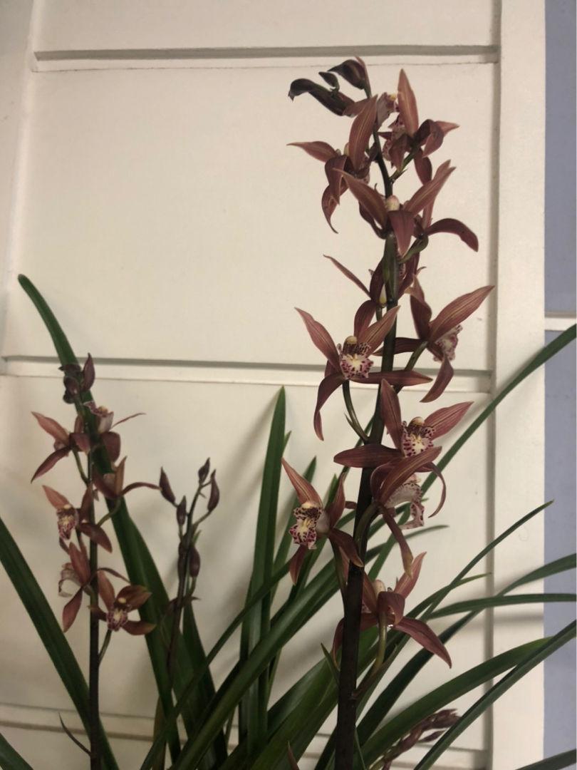 客厅养植物适合什么花_适合客厅养的植物_客厅适合养的植物