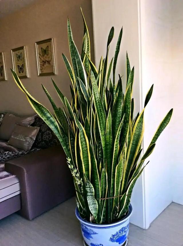 室内适宜盆栽花卉_花卉适宜盆栽室内还是室外_适合室内盆栽花卉盆景