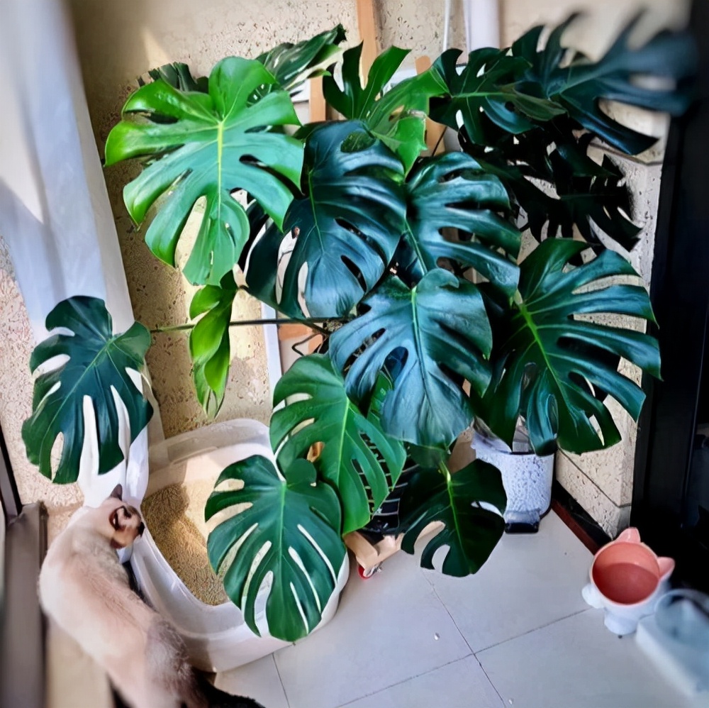 适合室内盆栽花卉盆景_花卉适宜盆栽室内还是室外_室内适宜盆栽花卉