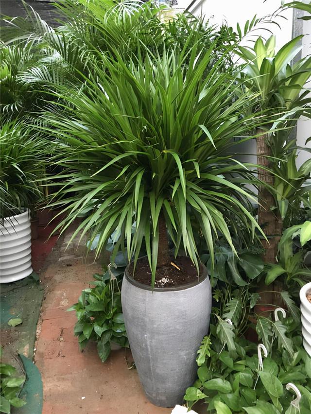 花卉适宜盆栽室内还是室外_室内适宜盆栽花卉_适合室内盆栽花卉盆景