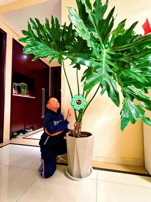 适合室内盆栽花卉盆景_室内适宜盆栽花卉_花卉适宜盆栽室内还是室外